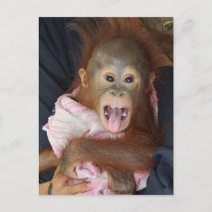 Cute Orangutan Tongue Monkey Business Postcard