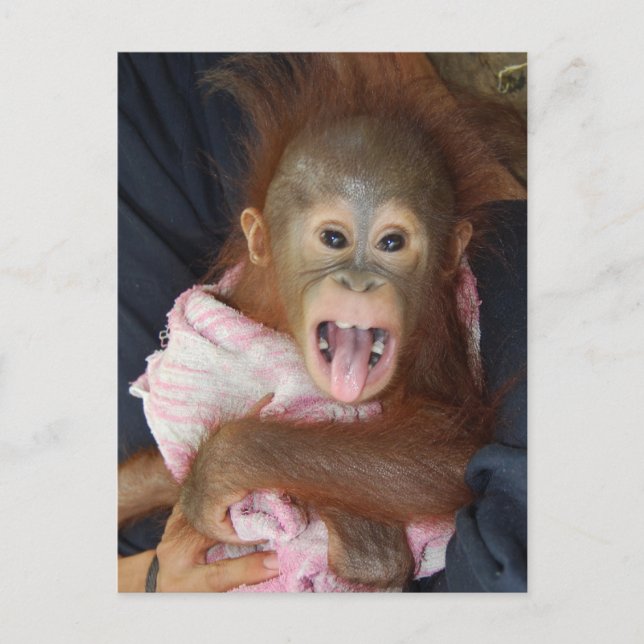 Cute Orangutan Tongue Monkey Business Postcard (Front)