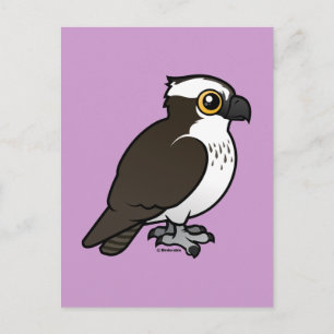 Cute Osprey Postcard