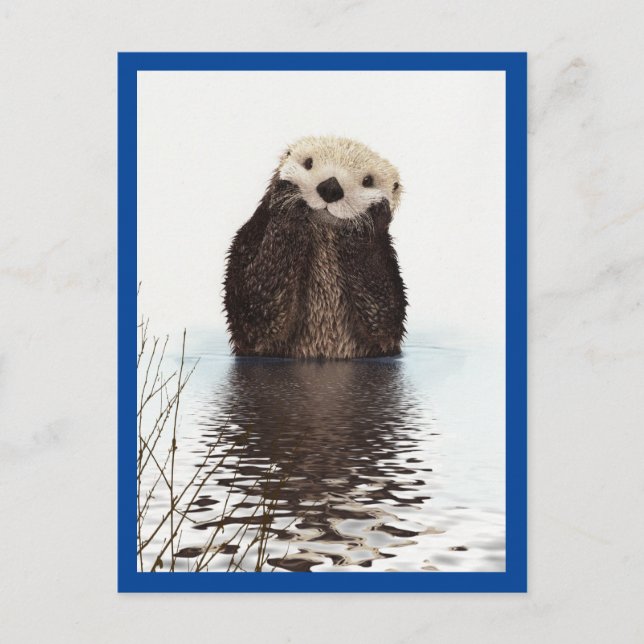 Cute Otter Animal Blue Postcard (Front)