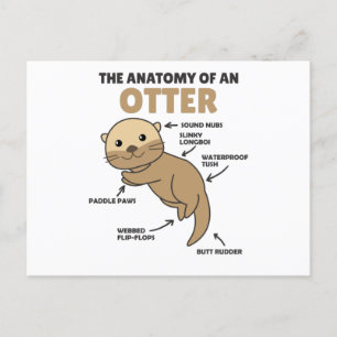 Cute Otter Explanation Anatomy Of An Otter Postcard