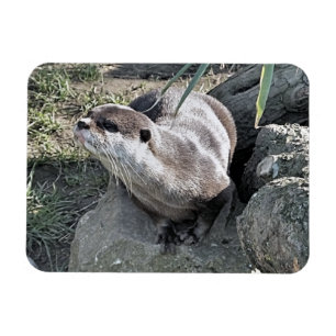CUTE OTTER MAGNET