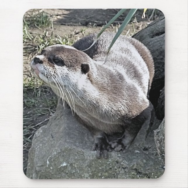 CUTE OTTER   MOUSE MAT (Front)