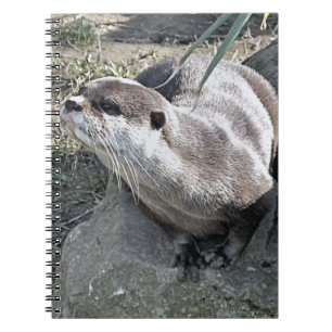 CUTE OTTER   NOTEBOOK