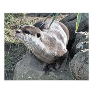 CUTE OTTER PHOTO PRINT