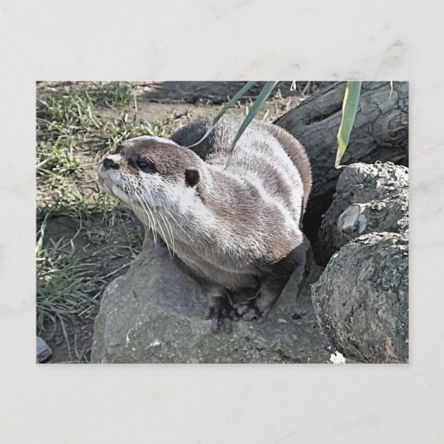 CUTE OTTER POSTCARD (Front)