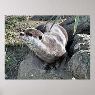 CUTE OTTER POSTER