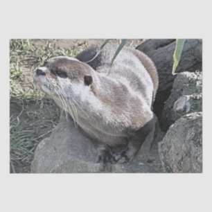 CUTE OTTER   TISSUE PAPER