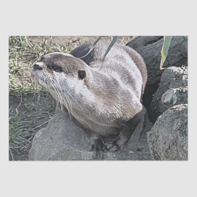 CUTE OTTER   TISSUE PAPER (Front)