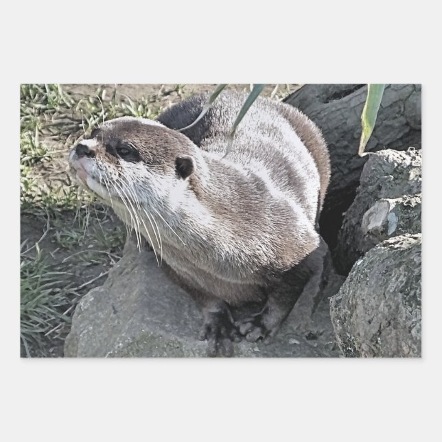 CUTE OTTER   WRAPPING PAPER SHEET (Front 2)