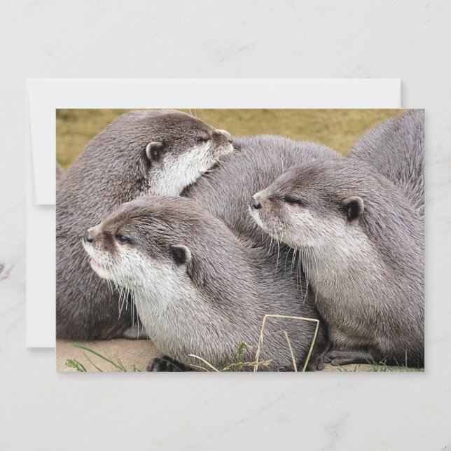 CUTE OTTERS (Front)