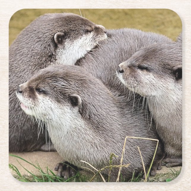 CUTE OTTERS Paper Coaster (Front)