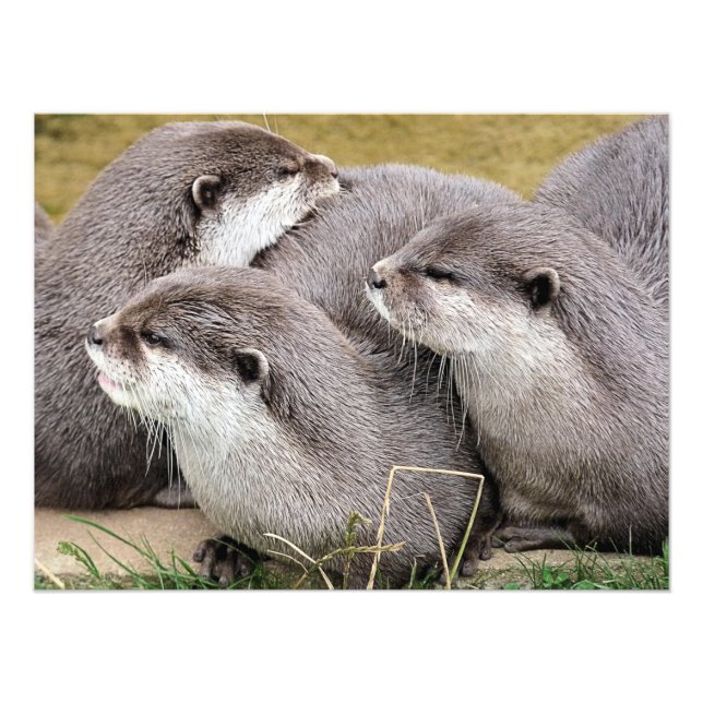 CUTE OTTERS PHOTO PRINT (Front)