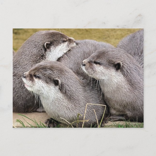 CUTE OTTERS POSTCARD (Front)