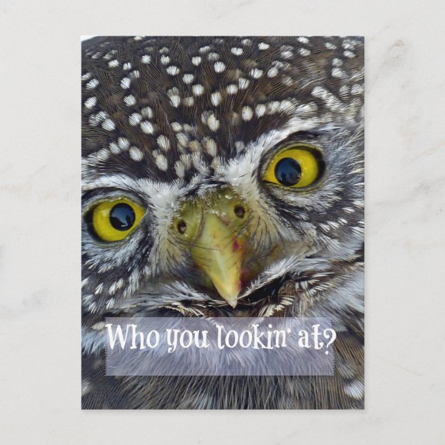 Cute Owl Face Postcard (Front)