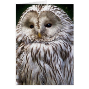 CUTE OWL Greetings card