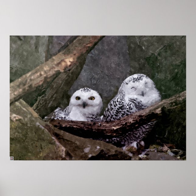 Cute Owls Poster (Front)