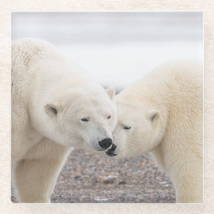 Cute Pair of Loving Polar Bears Glass Coaster