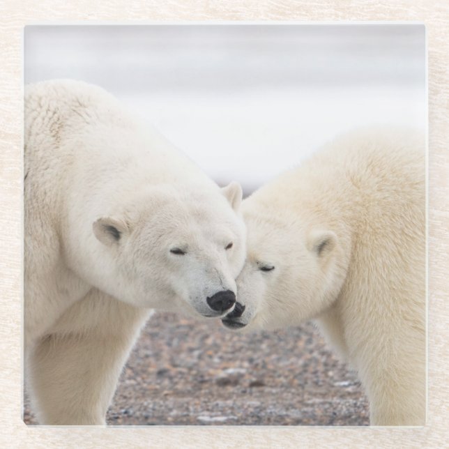 Cute Pair of Loving Polar Bears Glass Coaster (Front)