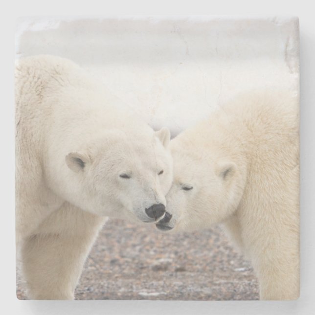Cute Pair of Loving Polar Bears Stone Coaster (Front)
