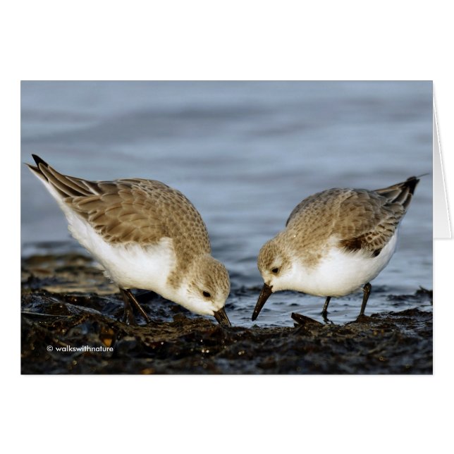 Cute Pair of Sanderlings Sandpipers Shares a Meal (Front Horizontal)