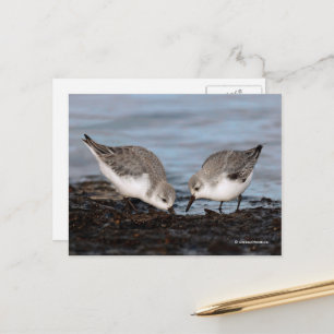 Cute Pair of Sanderlings Sandpipers Shares a Meal Postcard