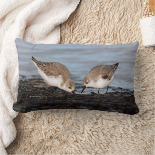 Cute Pair of Sanderlings Sandpipers Shares Lumbar Cushion