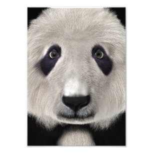 Cute Panda Bear Kawaii Animal Lover Perfect Gift Photo Print