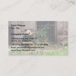 Cute Panda Eating Bamboos In His Cage At Zoo. Business Card