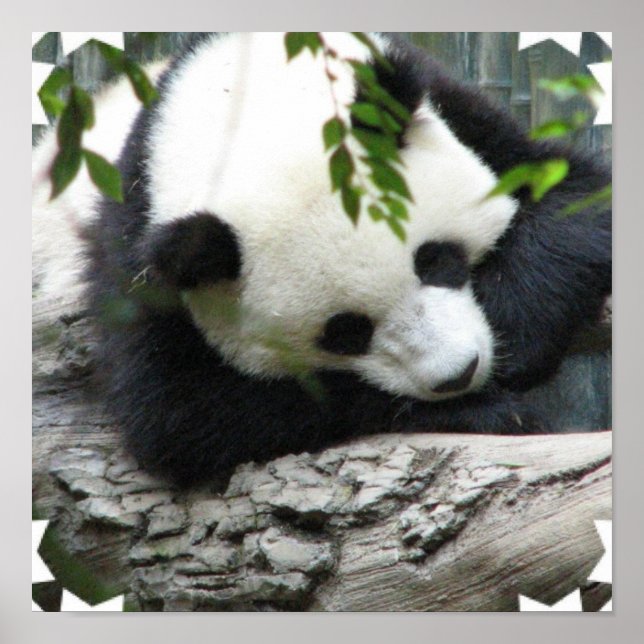 Cute Panda Poster (Front)
