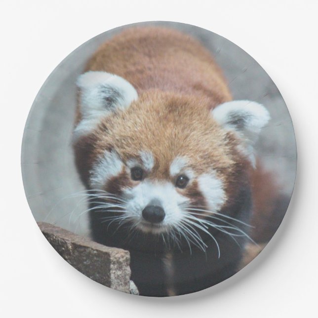 Cute Paper Plate (Front)