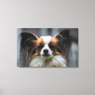 Cute papillon dog canvas print