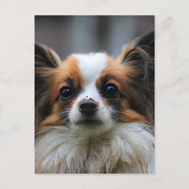 Cute papillon dog postcard (Front)