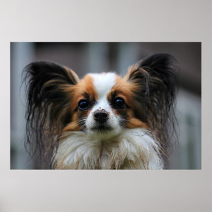 Cute papillon dog poster