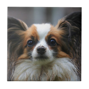 Cute papillon dog tile