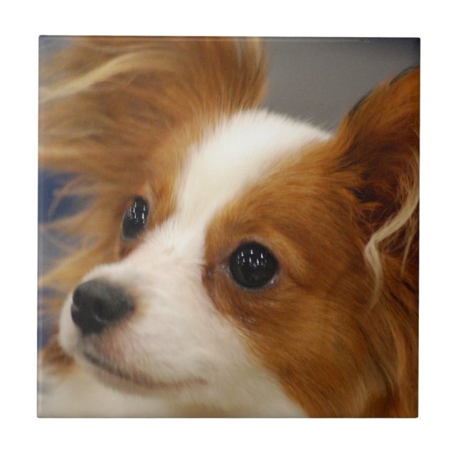 Cute Papillon Dog Tile (Front)