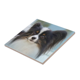 Cute Papillon Toy Spaniel Dog at the Dock Tile