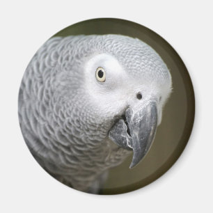cute parrot magnet