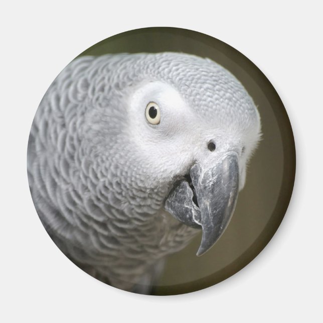 cute parrot magnet (Front)