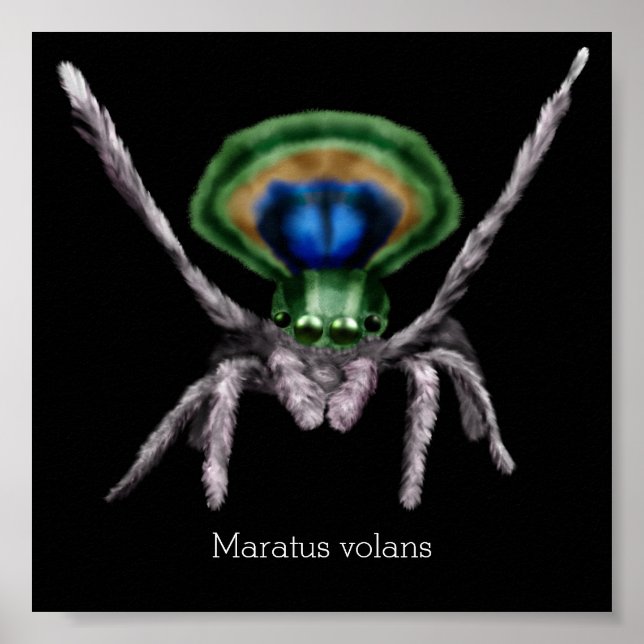 Cute Peacock Spider Digital Art Poster (Front)