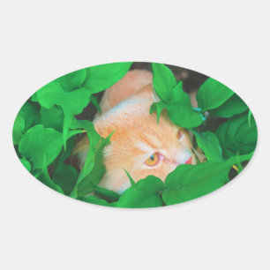 Cute peeking cat phot print oval sticker