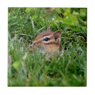 Cute Peeking Chipmunk Animal Tile