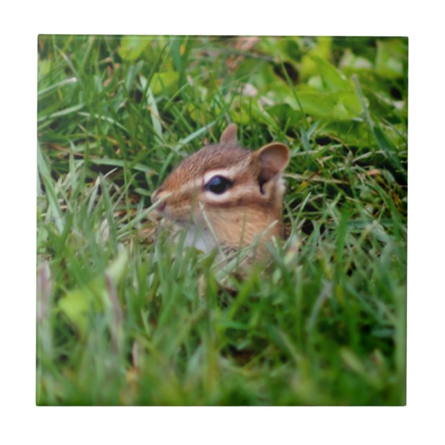 Cute Peeking Chipmunk Animal Tile (Front)