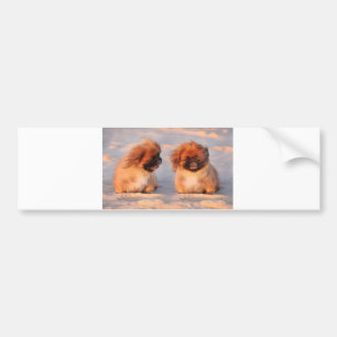 Cute Pekingese Dogs Bumper Sticker