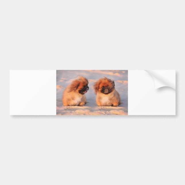 Cute Pekingese Dogs Bumper Sticker (Front)