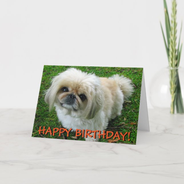 Cute pekingese greetings card (Front)