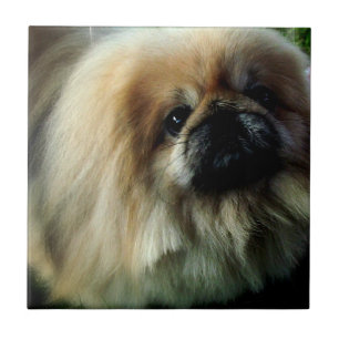 Cute Pekingese  Tile