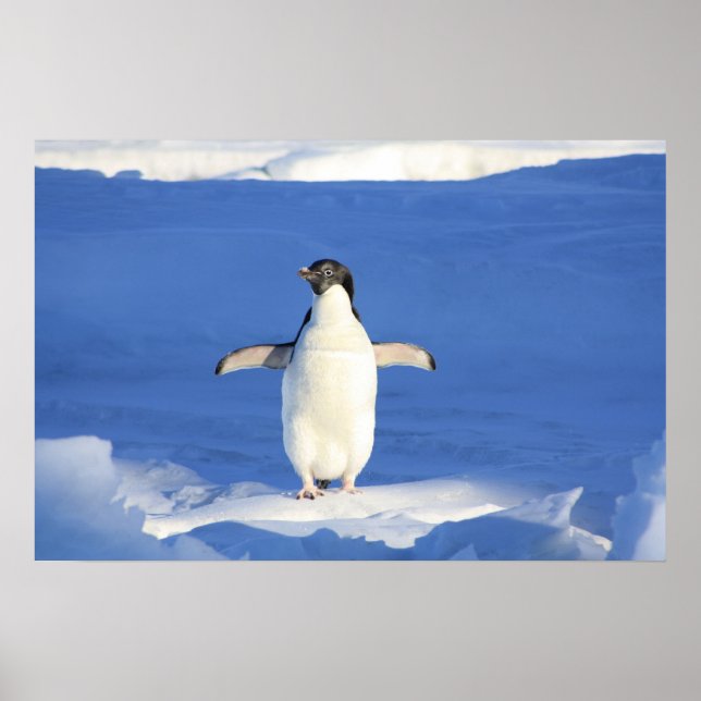 Cute Penguin Poster (Front)