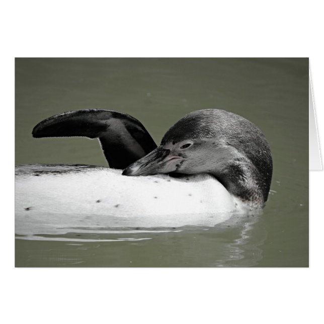 Cute Penguin Swimming Blank Card (Front Horizontal)