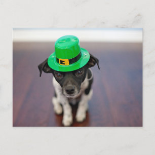 Cute Personalised St patrick's Day Chihuahua Dog Holiday Postcard